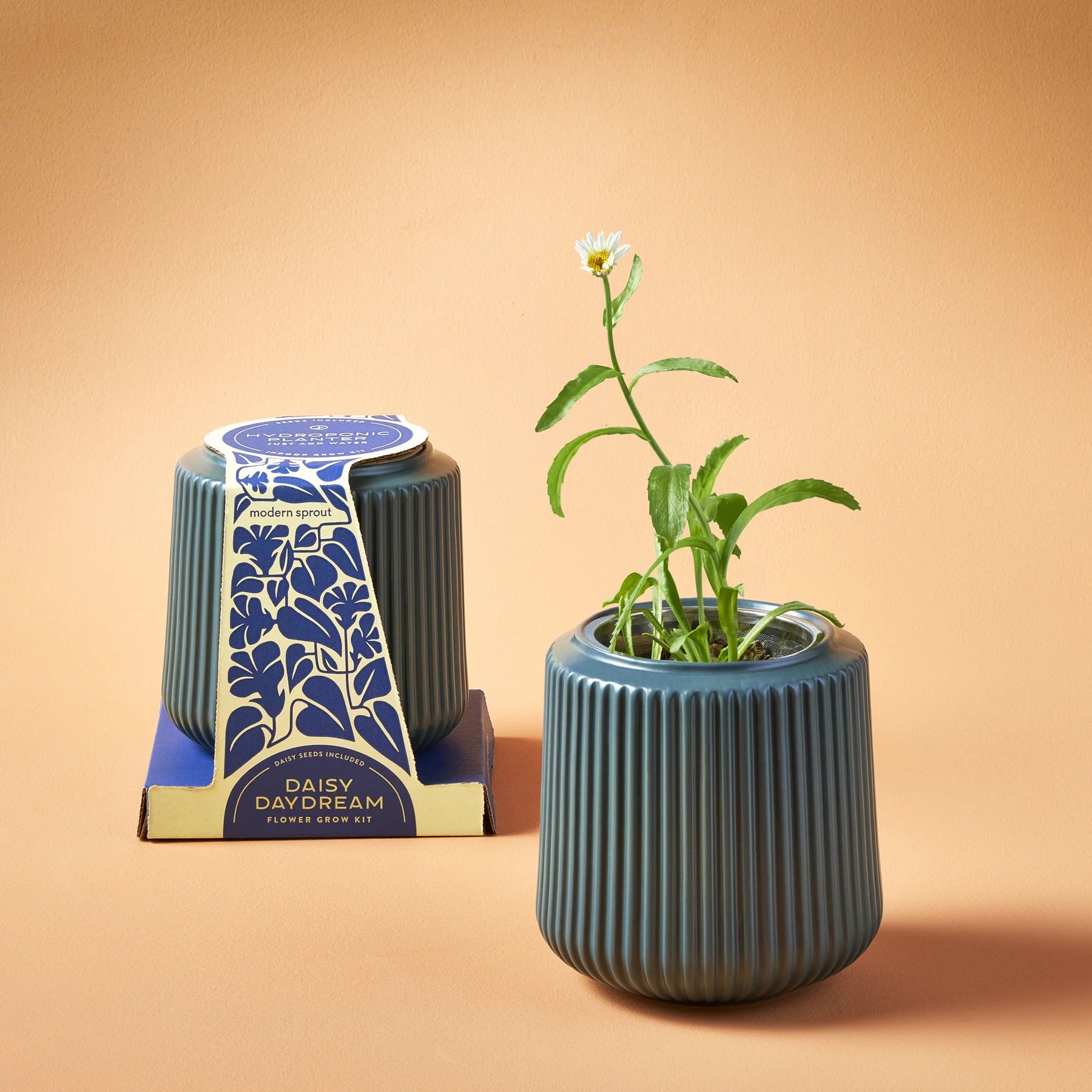 modern sprout hydroponic planter Daisy Daydream Flower Grow Kits