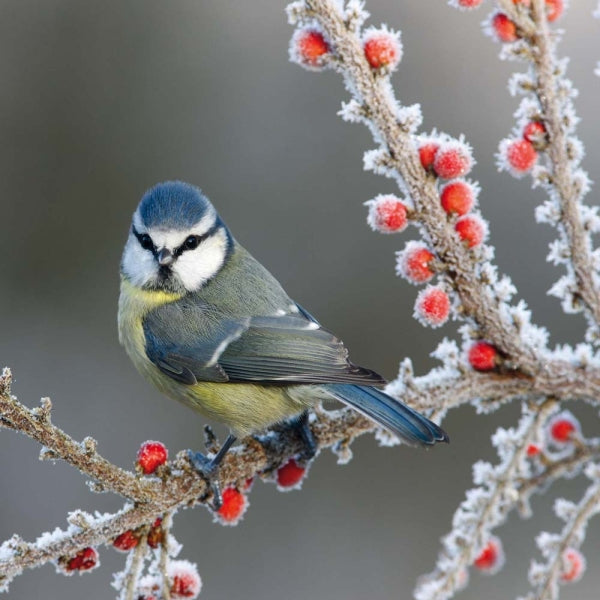 2026 Wall Calendar - Birds Vogel