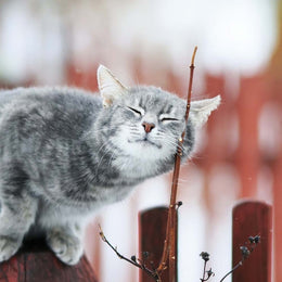 2026 16 Month Wall Calendar - Cool Cats