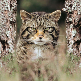 2026 16 Month Wall Calendar - Cool Cats