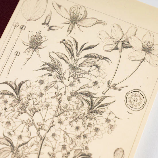 Hobonichi A5 Graph Notebook - Tomitaro Makino: Yamazakura