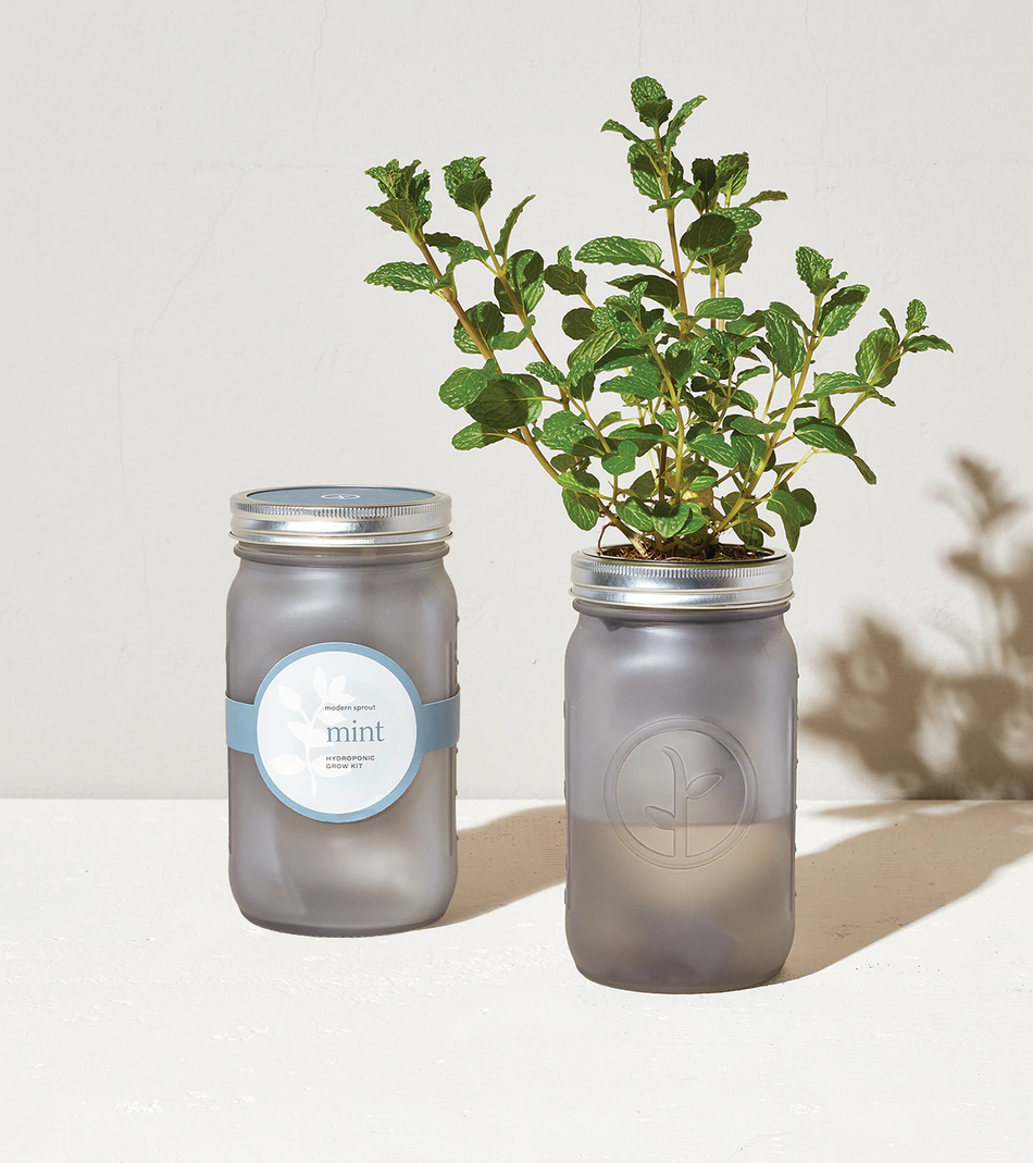 Mint Garden Jar - Indoor Herb Growing Kit