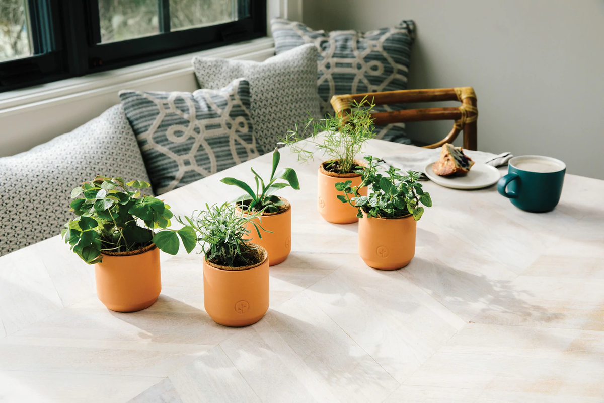 Champagne Poppies Terracotta Plant Growing Kit Flax Pen to Paper